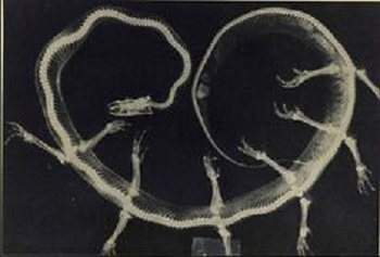 fontcuberta radiographie de solenoglypha polipodida 1985