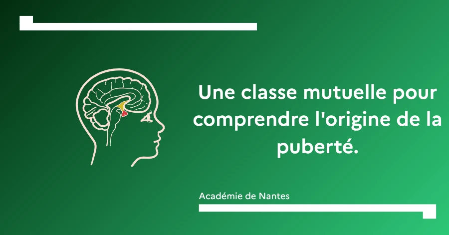 Classe mutuelle puberté 